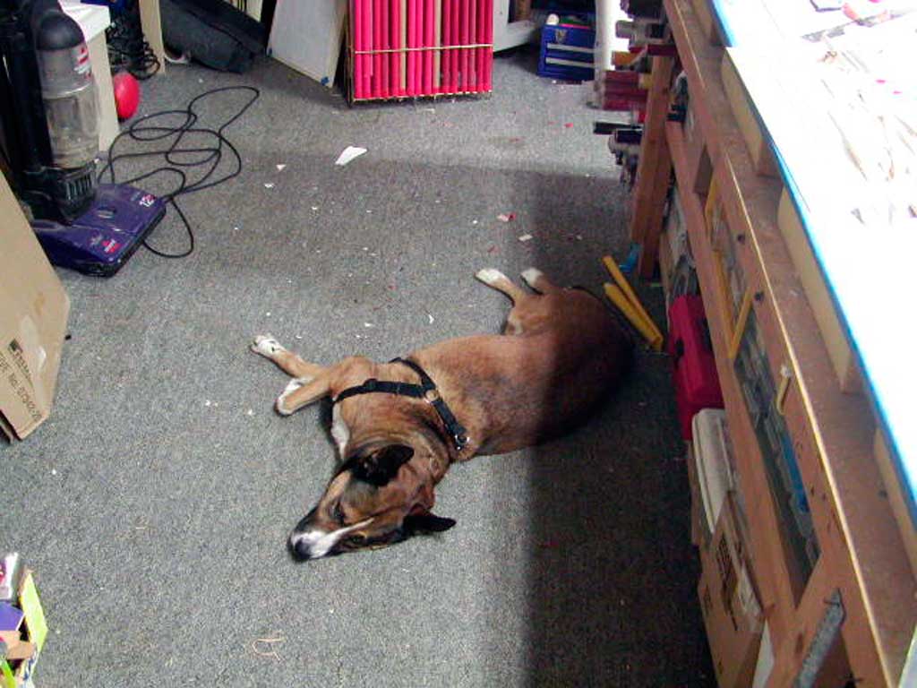 Dog asleep in the workshop as his owner builds a model out of balsa wood bits.